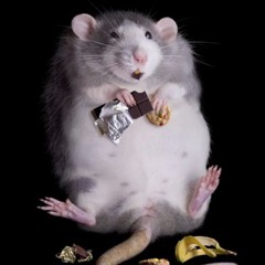 Fat Rat
