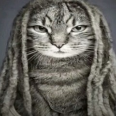 Real Rockstars take Percs