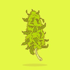 Sativa Freestyle