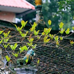 Mùa cây trổ lá