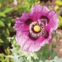 *Free* - Ken Carson x Carti x Lone Type Beat ~ KUP