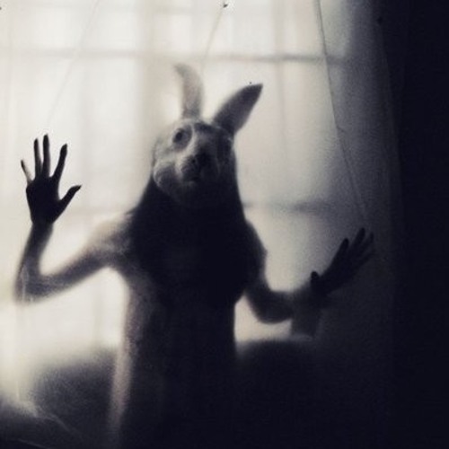 White Rabbit Night