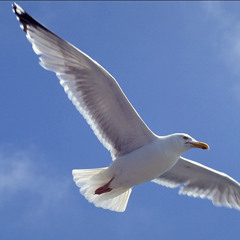 sea birds - freestyle