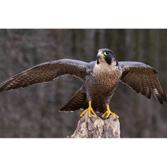The Peregrine