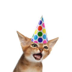 party animal