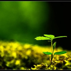 A New Life