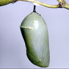 BE1NG - Chrysalis Dub