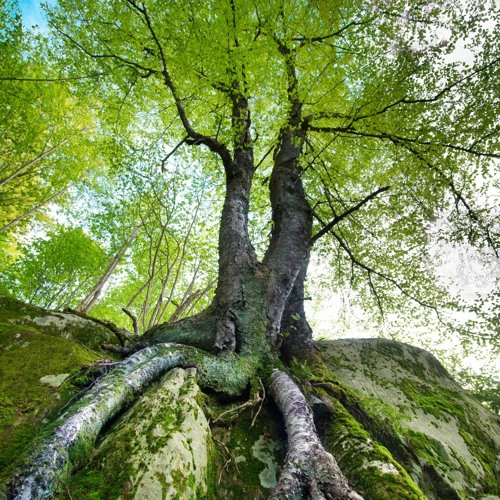 Dancing with Gaia: A Journey of Loving Surrender
