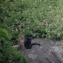 Plata x Fakiuss (Prod. Matte?)