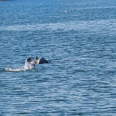 Malzof at Chillits 2025