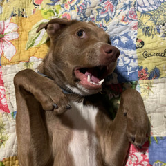 Rubber Ducky Production House Mix 2