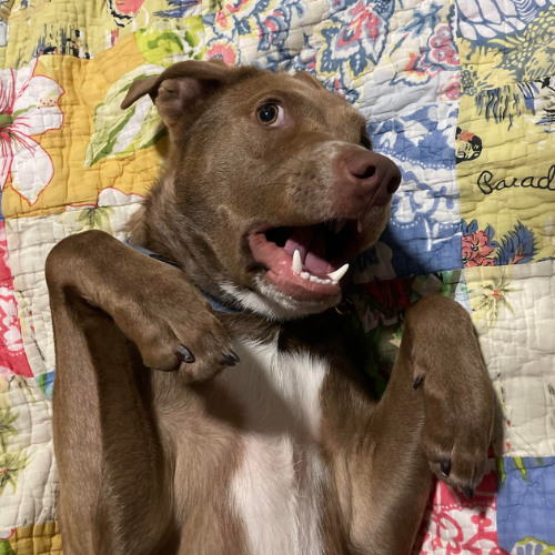 Rubber Ducky Production House Mix 2