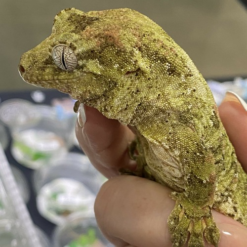Stream Helvonzus | Listen to Geckos 🦎 playlist online for free on SoundCloud Geckos 🦎
