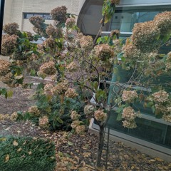 With Winter A New Coat.wav