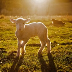 When The Sheep Has Found Her Fold