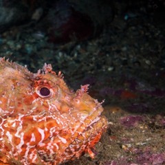 TheStonefish.mp3 - Ladder & Dagger