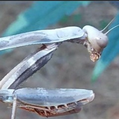 Elysium in Portal Mode.....