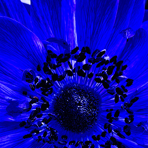 Dark Flower Overdose