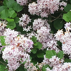 (Cover) not a lot, just forever - Adrianne Lenker