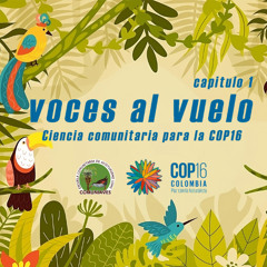 Voces al vuelo intro