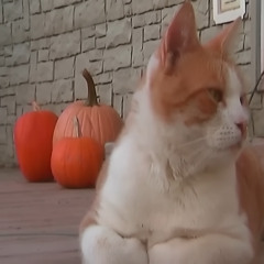 how is october already over