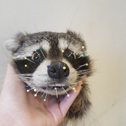 Taxidermy Madlad