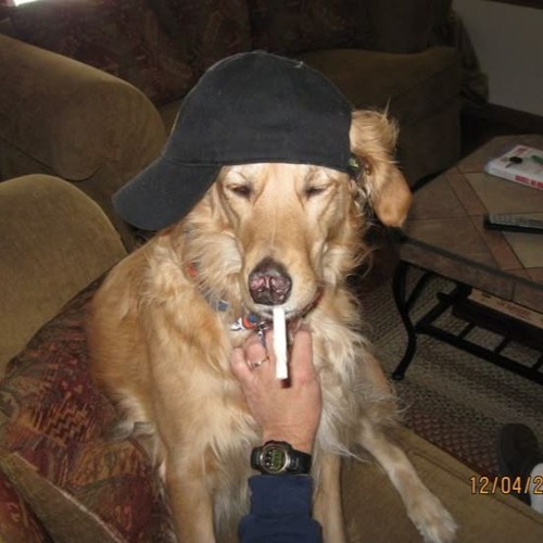 timber
