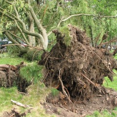 weeping willow