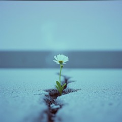 Pollinate The Map