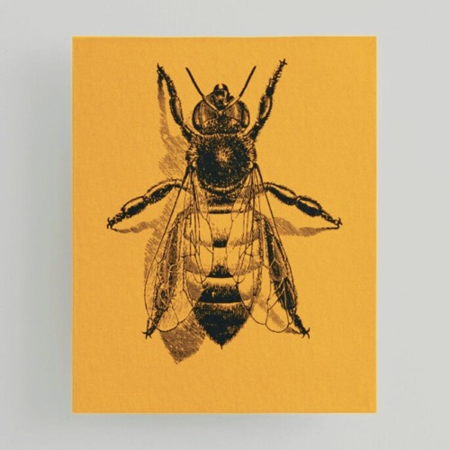 PLL - MAYA ( AVISH REMIX)