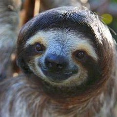 Sloths Are People Too