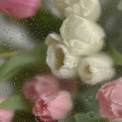 Kasra Zahedi - Tobe Kardam