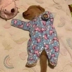 Asmr Lobotomy Rp to relax and study to Haii haiii hey hiii 🐶 Feat - BGALAXY