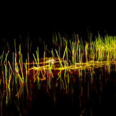 everglades