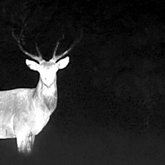 Makes no sense (demo)