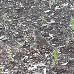 02.03.2022 - Cap. X - Bem Aventurados os Misericordiosos - Reconciliar-se com os Adversários (9)