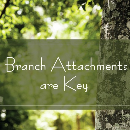 Branch Attachements Are Key