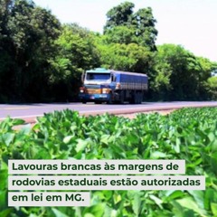 Lavouras brancas às margens de rodovias estaduais estão autorizadas em lei em MG
