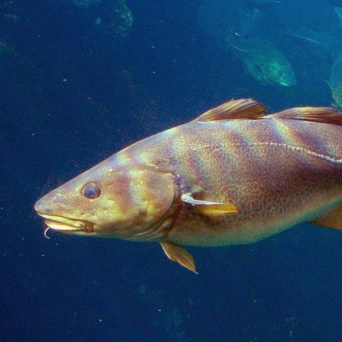 Codfish - When I Hear My Name (DjayD! DnB Cover)