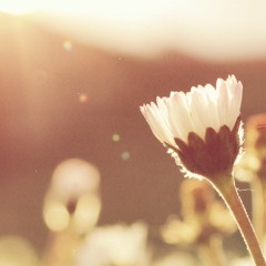 petal vision