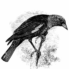 Thirteen Ways Of Looking At A Blackbird