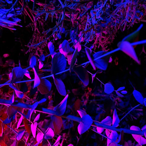 FELICCIO- LIVE STREAM From garden party 2021