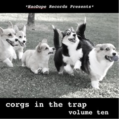 Corgs in the Trap #10