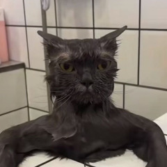 im a cat