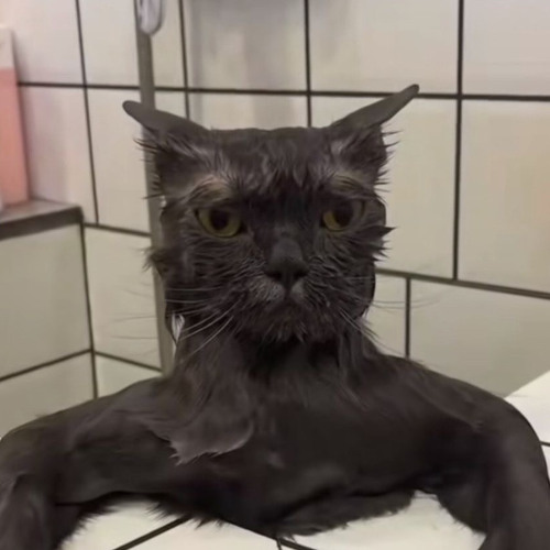 im a cat