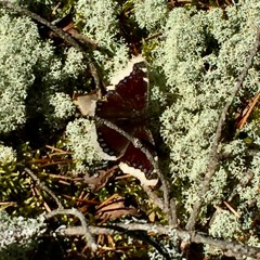 Three point eight (2020/rev.22)