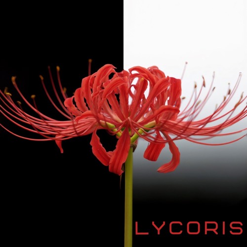 Lycoris