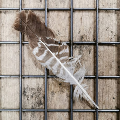 imaginary birdcage (disquiet0709)