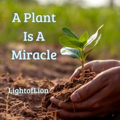 A Plant Is A Miracle