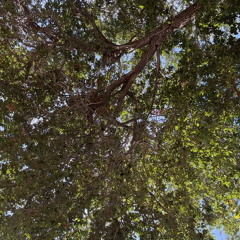 andromeda (elxnce + michimani)